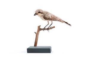 Image description is not available for 2007.2.5